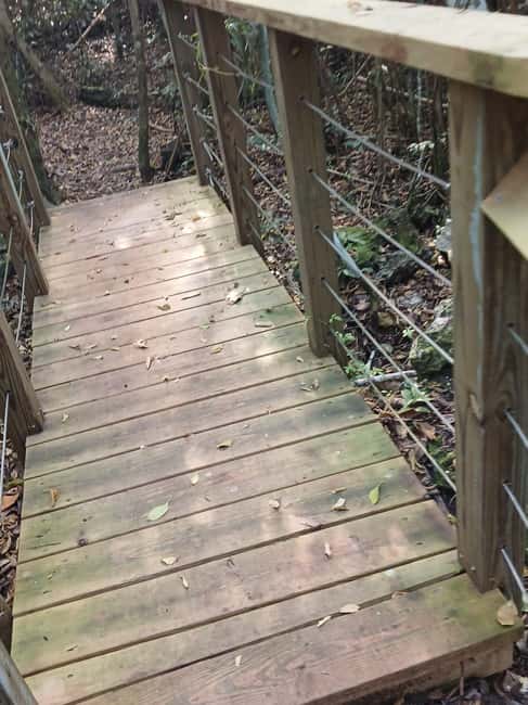 Guided Primeval Nature Walk Tour - Primeval Forest National Park and its sinkholes