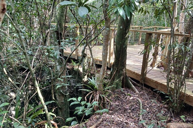 Guided Primeval Nature Walk Tour in Primeval Forest National Park - Arawak Cay and the conch show