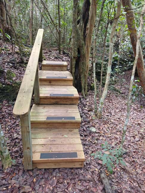 Guided Primeval Nature Walk Tour - From the cruise port to New Providence’s quieter side
