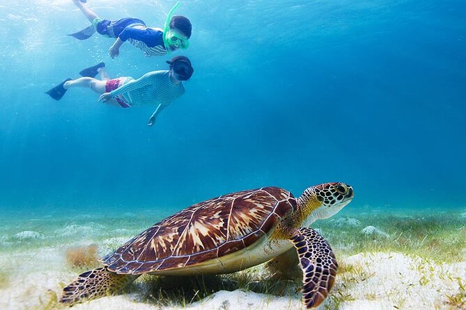 Half-Day at Green Cay Bahamas Snorkeling with Turtles - Pearl Island adds a proper coral-reef snorkel