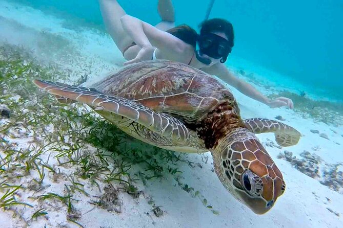 Half-Day at Green Cay Bahamas Snorkeling with Turtles - Gilligan’s Island brings a playful pause