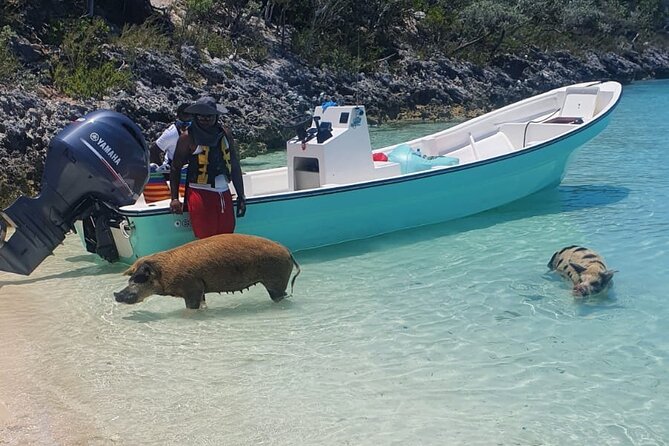 HALF DAY Swiming Pigs and Sharks Tour (Nassau to Exuma by Plane) - Meeting the sharks at Compass Cay