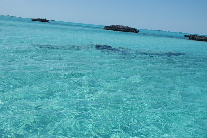 HALF DAY Swiming Pigs and Sharks Tour (Nassau to Exuma by Plane) - Seeing the iguanas at Gaulin Cay