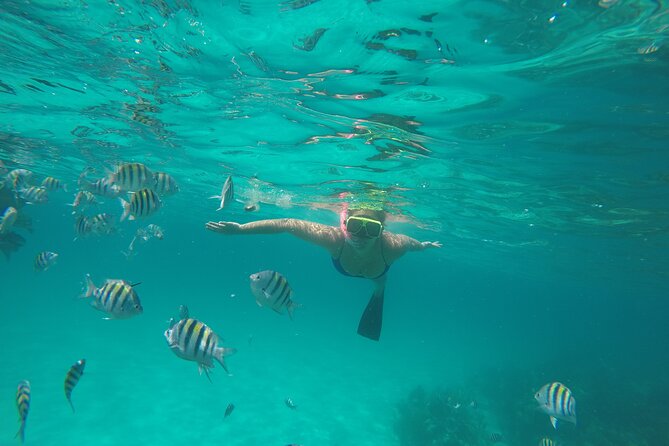 Half Day Swimming Pigs on Rose Island, Snorkeling and Lunch - Feeding the swimming pigs on Rose Island