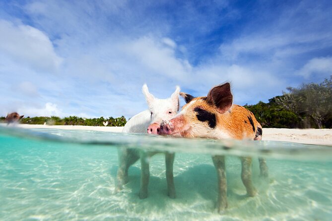 Nas: 3 islands Tour ,snorkel, Turtles, pigs and lunch - Key points to know before you book