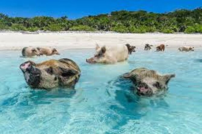 Nas: 3 islands Tour ,snorkel, Turtles, pigs and lunch - Green Turtle Cay and the snorkeling stop