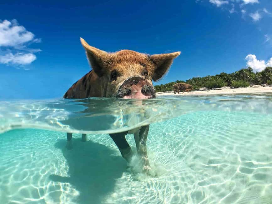 Nassau: 3-Island Snorkel Tour with Pigs, Beach Club, & Lunch - Key points at a glance