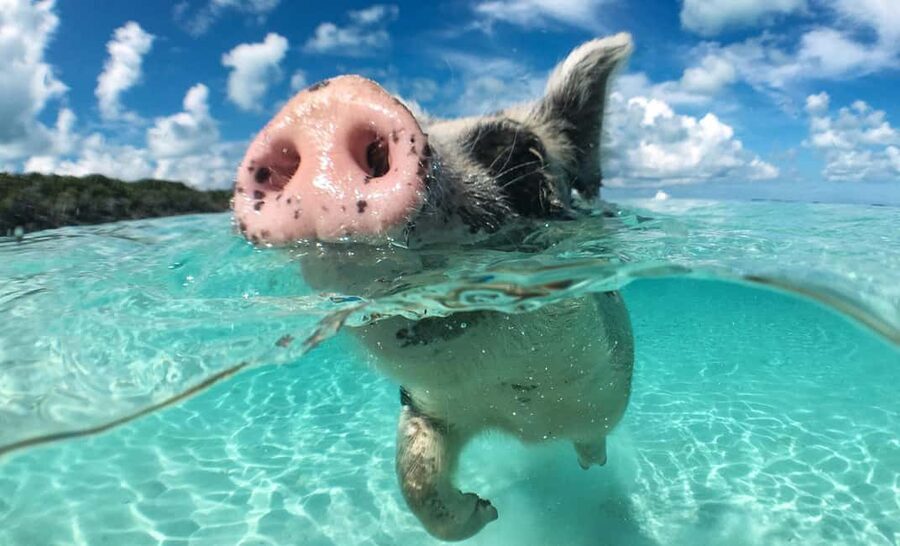 Nassau: 3-Island Snorkel Tour with Pigs, Beach Club, & Lunch - A four-hour Nassau outing with a little of everything