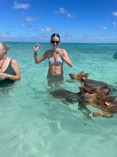 Nassau: 3-Island Snorkel Tour with Pigs, Beach Club, & Lunch - The swimming pigs at Rose Island