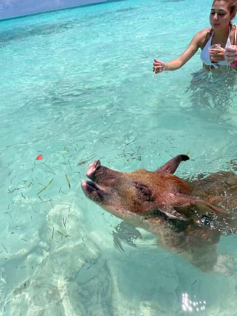 Nassau: 3 Islands Boat w/ Swimming Pigs, Snorkeling & Turtle - Should You Book It?