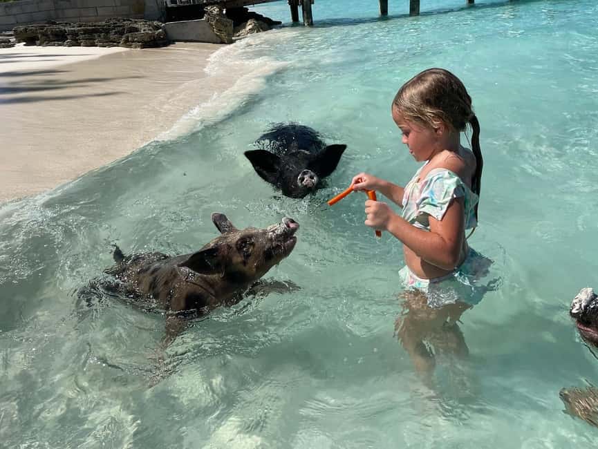 Nassau: 3 Islands Boat w/ Swimming Pigs, Snorkeling & Turtle - Pearl Island Snorkeling in Shallow Water