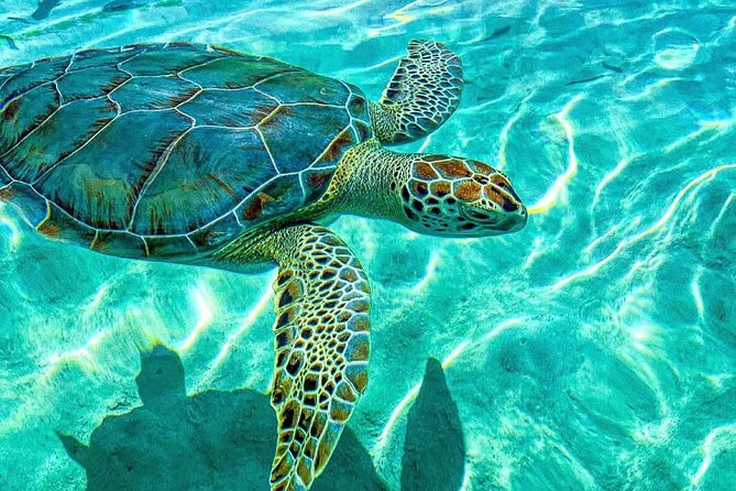 Nassau: 3 islands Pigs,Turtles,Snorkel & Beach Club with lunch - Three animals and a lot of water in four hours