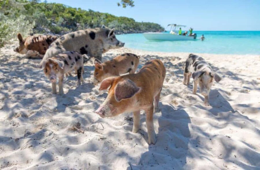 Nassau: 3 Islands Tour, Snorkel, Pig Beach, Turtles & Lunch - Simple ways to enjoy the day more
