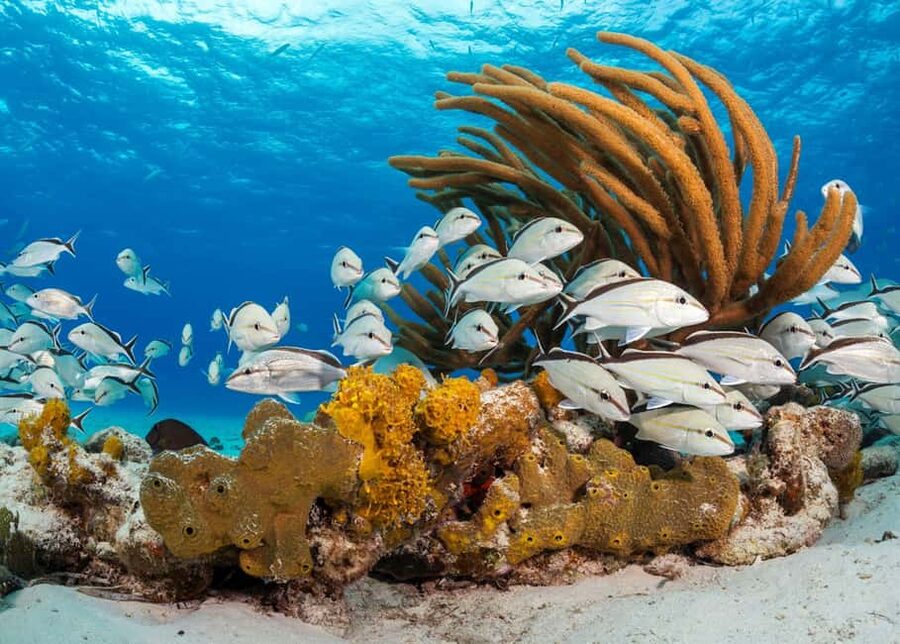 Nassau: 3 Islands Tour, Snorkel, Pig Beach, Turtles & Lunch - Green Cay: a short turtle stop