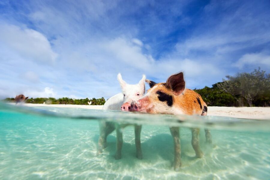 Nassau: 3 Islands Tour, Snorkel, Pig Beach, Turtles & Lunch - The real value of $136
