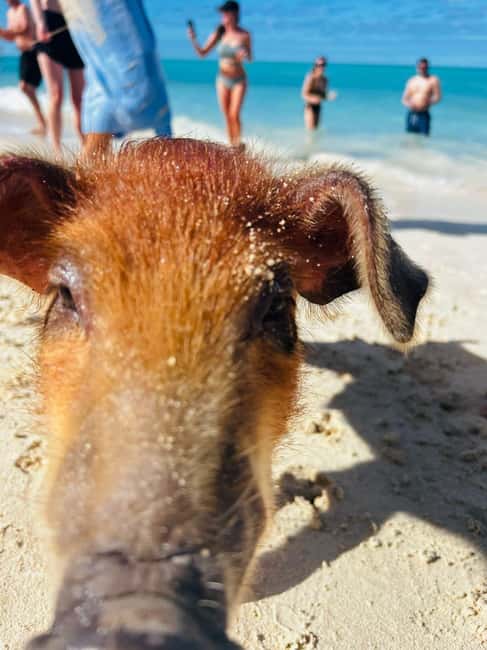 Nassau: 3 Islands Tour, Snorkel, Pig Beach, Turtles & Lunch - Pearl Island: your first look beneath the surface