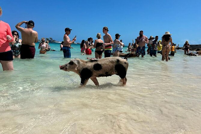 Nassau 3-stops: Snorkeling, Swimming Pigs, Turtles & Lunch - A full morning and afternoon on the Nassau water