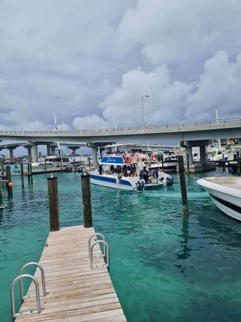 Nassau ATV & Swimming Pigs Tour - Swimming pigs, turtles, and reef time
