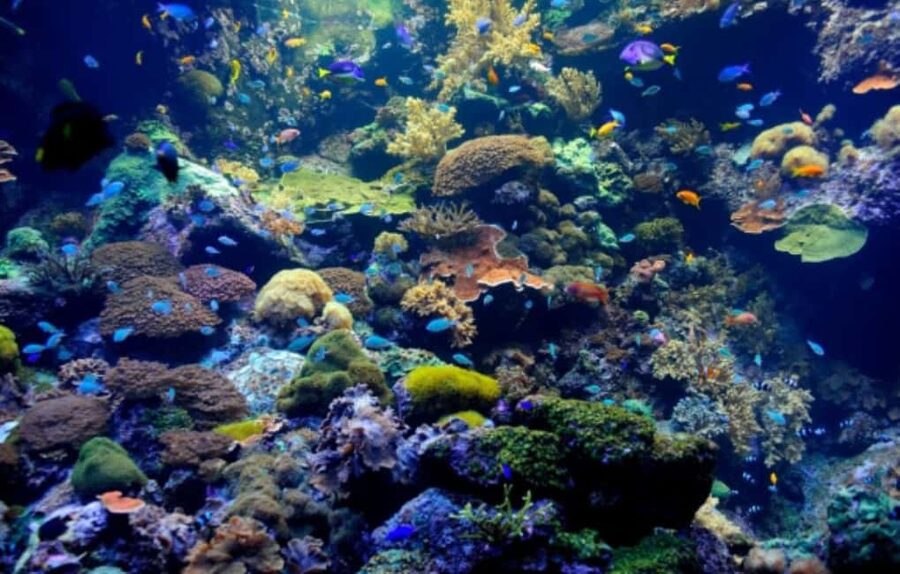 Nassau: Catamaran Sail and Snorkel Tour - Key points to know before you book