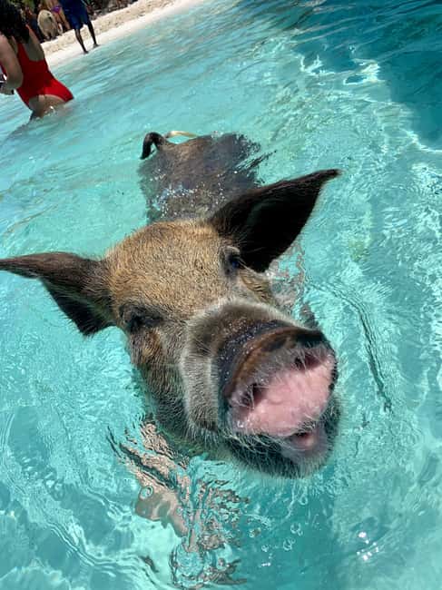 Nassau: Discover Exuma Island Hopping and Swimming Pigs Tour - Key points at a glance
