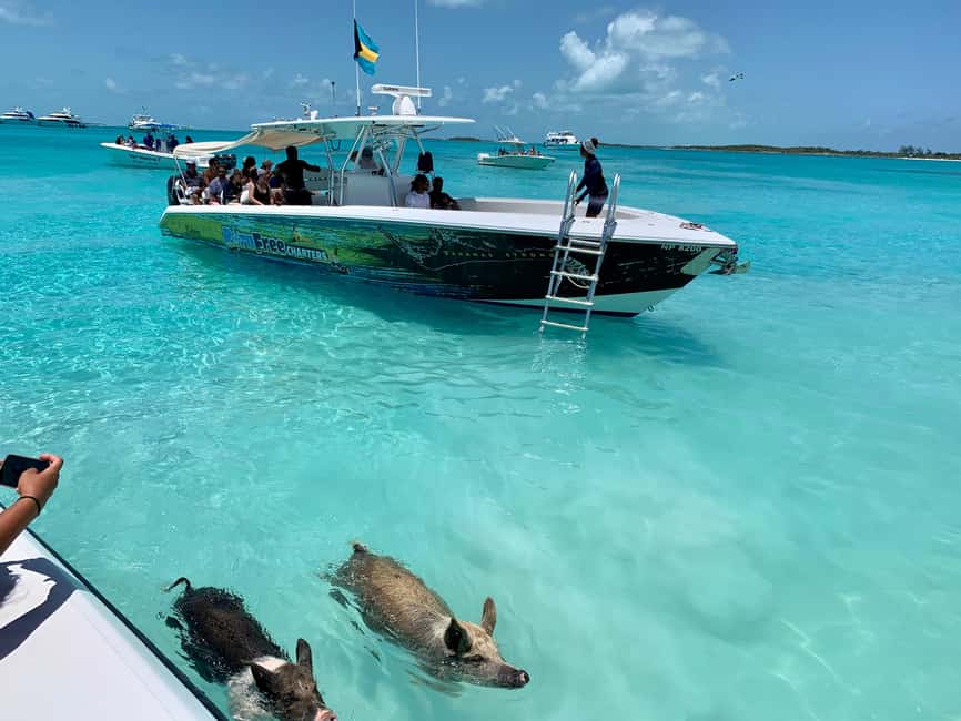 Nassau: Discover Exuma Island Hopping and Swimming Pigs Tour - Allen’s Cay and the Rock Iguanas