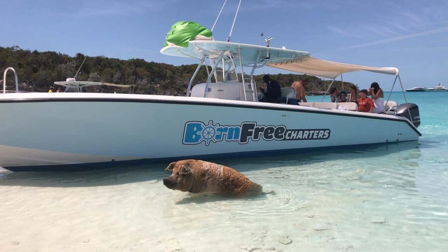Nassau: Discover Exuma Island Hopping and Swimming Pigs Tour - Compass Cay and the nurse sharks