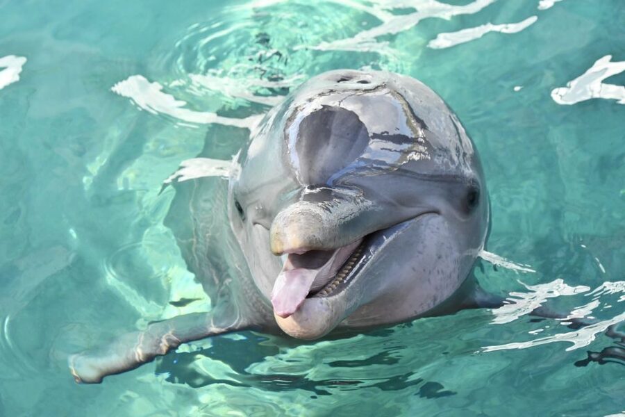 Nassau: Half-Day Guided Cay Cruise, Sea Life Watch & Snorkel - Key points at a glance