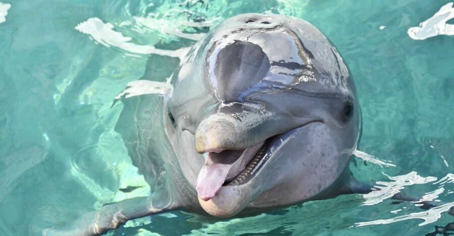 Nassau: Half-Day Guided Cay Cruise, Sea Life Watch & Snorkel - Pearl Island and the swimming pigs