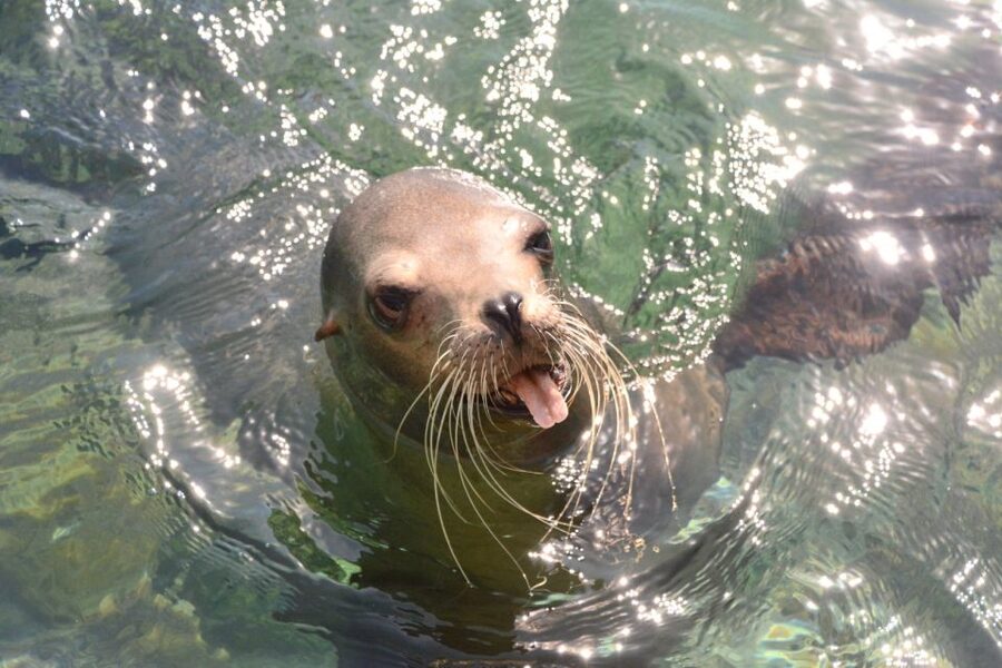 Nassau: Half-Day Guided Cay Cruise, Sea Life Watch & Snorkel - Rose Island for the final swim