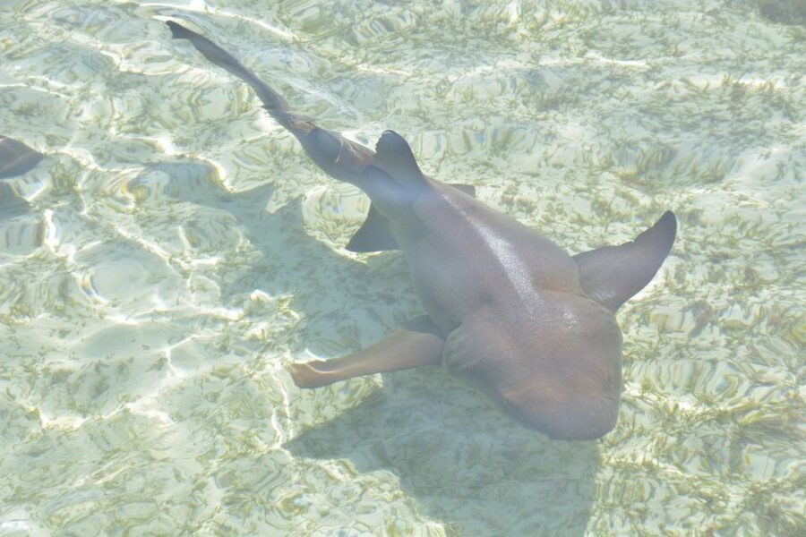 Nassau: Half-Day Guided Cay Cruise, Sea Life Watch & Snorkel - Is the value right for a half-day?