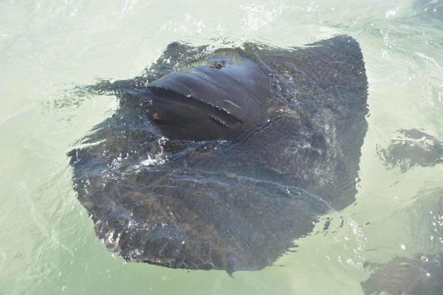 Nassau: Half-Day Guided Cay Cruise, Sea Life Watch & Snorkel - Blue Lagoon Island and its animal exhibits