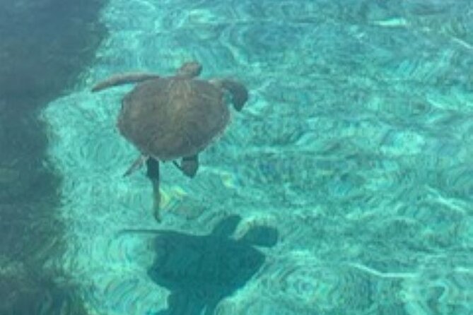 Nassau: Half Day Reef Snorkeling, Turtles & Swimming Pigs - Swimming pigs bring the playful finale