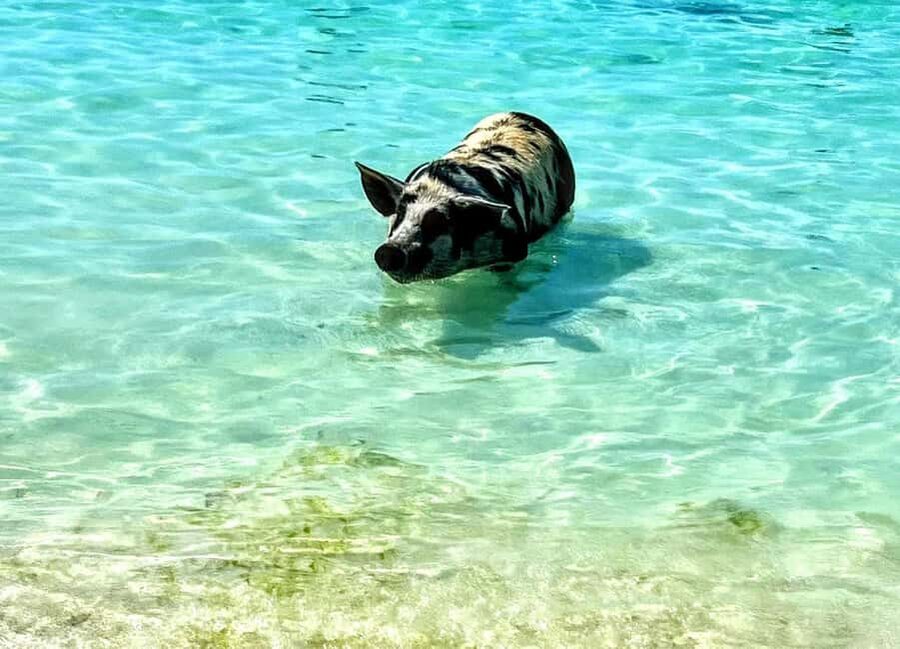 Nassau: Island Hopping Boat Trip with Lunch & Drinks - Pearl Island snorkeling