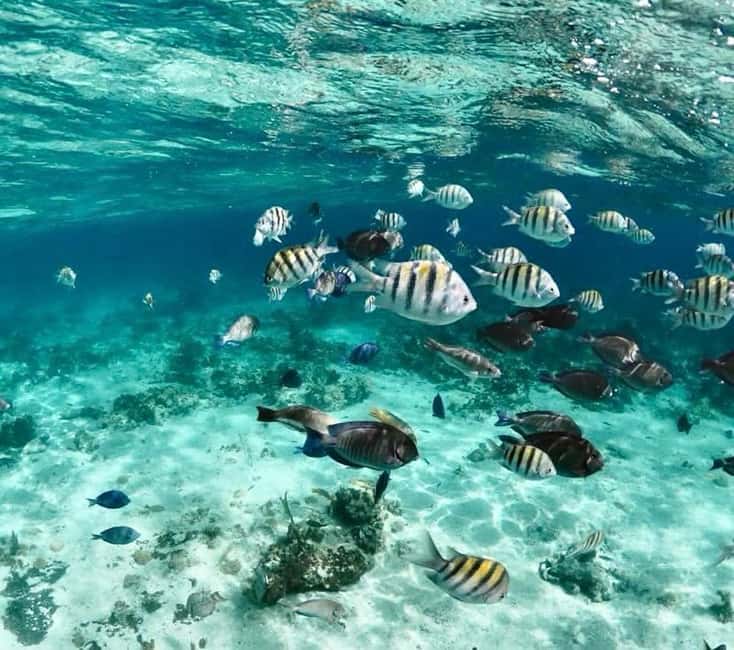 Nassau: Pigs, Snorkel, Turtles, Lunch, Private Beach Club - Who should book this Nassau outing?