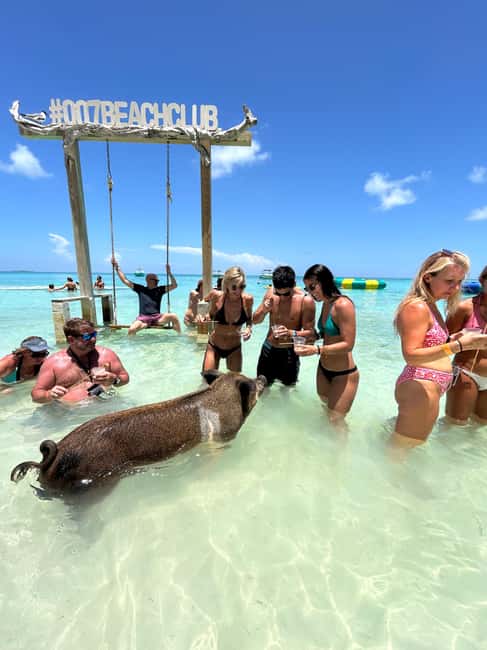 Nassau: Pigs, Snorkel, Turtles, Lunch, Private Beach Club - Watching turtles at Green Cay