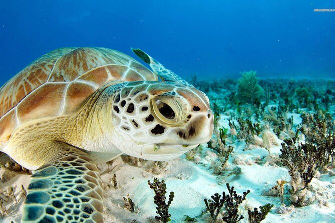 Nassau: Private Island & Snorkeling, Turtles, Drinks & BBQ - Rose Island for snorkeling, beach time, and food