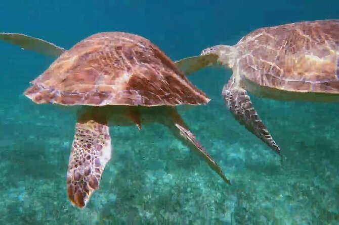 Nassau: Private Island & Snorkeling, Turtles, Drinks & BBQ - Is $100 a fair price?