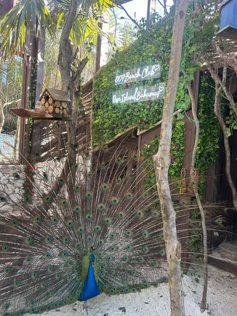 Nassau: Reef Snorkeling, Turtles, Lunch & Private Beach Club - Timing matters more than the four-hour label