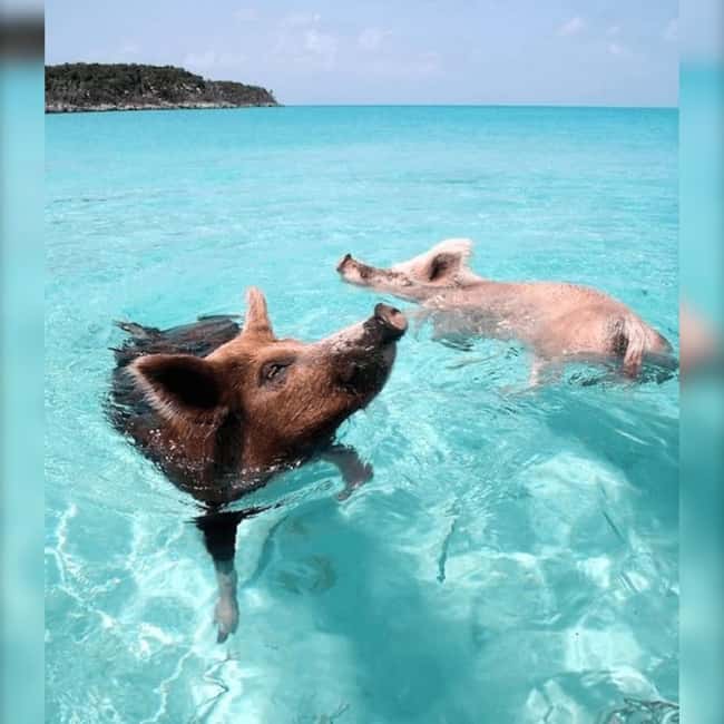 Nassau: Rose 3-Island Tour with Snorkeling and Lunch - What this Rose Island trip is really like
