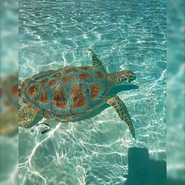 Nassau: Rose 3-Island Tour with Snorkeling and Lunch - The crew can make or break the day