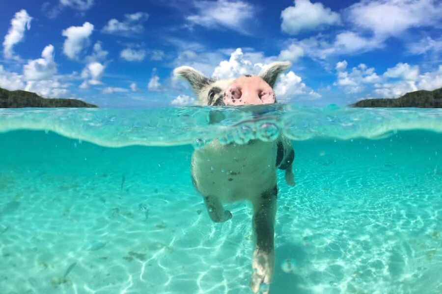 Nassau: Rose 3-Island Tour with Snorkeling and Lunch - Leaving from Nassau beside Señor Frog’s