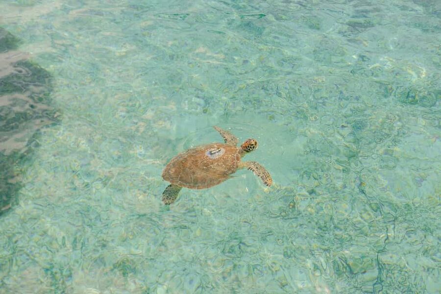 Nassau: Rose Island's Sand Dollar Beach Resort - Timing, crowds, and comfort