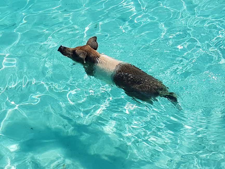 Nassau: Rose Island Swimming Pigs & Turtles Snorkeling Tour - Key points to know before you book