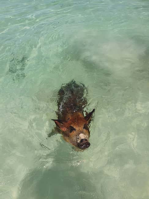 Nassau: Rose Island Swimming Pigs & Turtles Snorkeling Tour - Rose Island, pigs, and your first swim