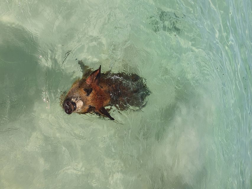 Nassau: Rose Island Swimming Pigs & Turtles Snorkeling Tour - Snorkeling the reef