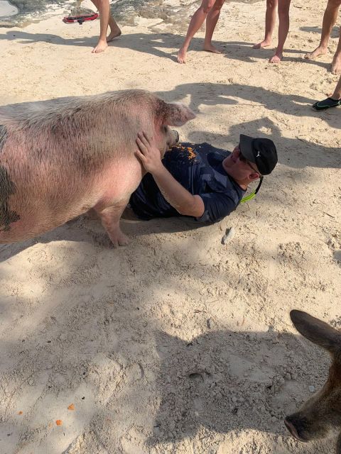 Nassau: Self-Drive Speedboat Ride and Pig Swimming Encounter - Should you book the Nassau speedboat and pig encounter?