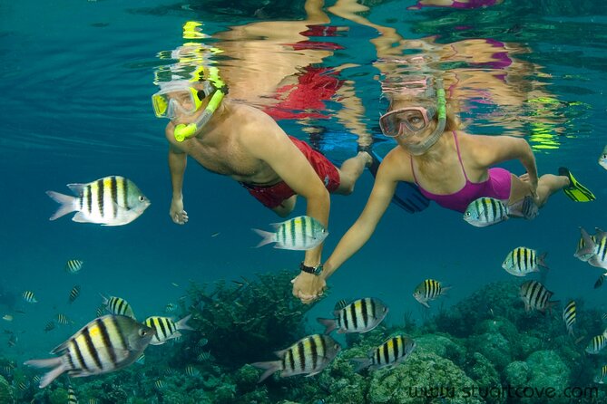 Nassau Shore Excursion: Bahamas Snorkel Adventure - Sharks, reefs, and a real Nassau boat day