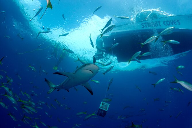 Nassau Shore Excursion: Bahamas Snorkel Adventure - The reef stops and the best use of your water time