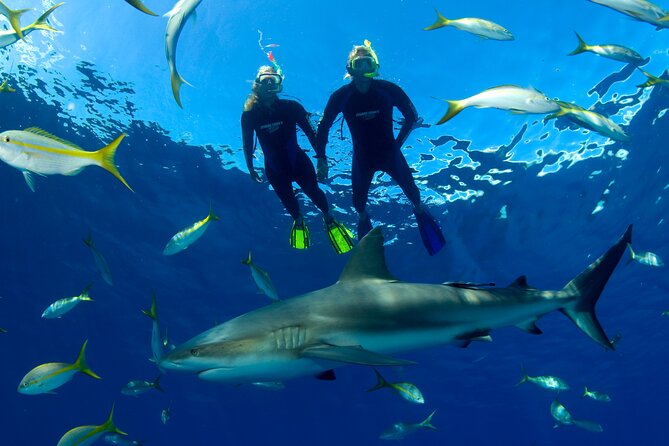 Nassau Shore Excursion: Bahamas Snorkel Adventure - The shark stop: exciting, controlled, and brief
