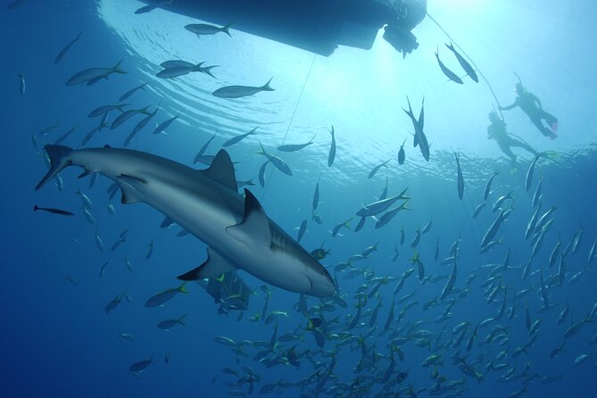 Nassau Shore Excursion: Bahamas Snorkel Adventure - Water temperature, wetsuits, and comfort